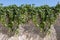 Beautiful texture of an old orange stone wall with green grapevine