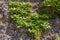 Beautiful texture of an old orange stone wall with green grapevine