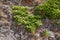 Beautiful texture of an old orange stone wall with green grapevine