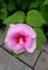 Beautiful textured pink garden flower with red center and yellow stamen