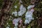 Beautiful textures and patterns of lichens, algae, and mosses growing on tree bark