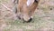 Beautiful Thai local red cow feeding on drought field in rural of Thailand.