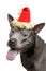 Beautiful thai ridgeback dog in christmas hat