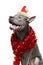 Beautiful thai ridgeback dog in christmas hat