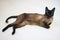 A beautiful Thai or Siamese cat lies on a white laminate floor