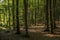 Beautiful and thick beech forest in summer.