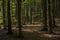 Beautiful and thick beech forest in summer.