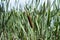 Beautiful thickets of reeds growing against the background of the river Southern Bug