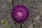 Beautiful thistle flower, deep purple color,