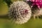 Beautiful thistle heads in the summer light. Thistle growing in the garden.