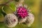 Beautiful thistle heads in the summer light. Thistle growing in the garden.