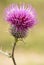 Beautiful thistle purple flower