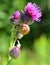 Beautiful thistle with snail shell