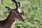 Beautiful Thomson gazelle with a bird on head in the field