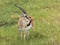 Beautiful Thomson gazelle in a field on a sunny day