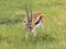 Beautiful Thomson gazelle in a field on a sunny day