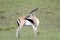 Beautiful Thomson`s gazelle on the background of the African savannah