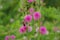 Beautiful thorn flower,pink flower,flower in asia images background