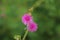 Beautiful thorn flower,pink flower,flower in asia images background