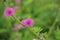 Beautiful thorn flower,pink flower,flower in asia images background