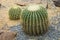 Beautiful thorn pattern on cactus skin close up