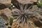 Beautiful thorn pattern on leaves of barbed beauty dikkiya bromeliad