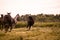 Beautiful thoroghbred horses cantering in a pasture; freedom and together concepts