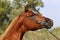 Beautiful thoroughbred arabian horse head at farm