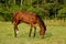 beautiful thoroughbred brown horse nibbles grass in the meadow