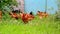 Beautiful thoroughbred chickens pinch the grass in courtyard of rural house