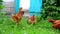 Beautiful thoroughbred chickens pinch the grass in courtyard of rural house