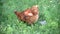 Beautiful thoroughbred chickens walking on grass