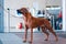 Beautiful thoroughbred dog Rhodesian RIDGEBACK in the exhibition rack on a white background with space for text