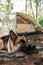 A beautiful thoroughbred German dog sleeps in nature. A German shepherd lies resting near a tent in the woods. Dog traveler, rest