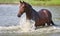 Beautiful thoroughbred horse swims in water lake