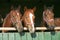 Beautiful thoroughbred horses at the barn door.