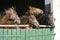 Beautiful thoroughbred horses at the barn door.