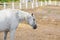 Beautiful thoroughbred horses walking and grazing at farm corral . Idyllic rural landscape