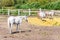 Beautiful thoroughbred horses walking and grazing at farm corral . Idyllic rural landscape