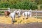 Beautiful thoroughbred horses walking and grazing at farm corral . Idyllic rural landscape