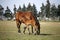 Beautiful thoroughbred mare and foal grazing and playing together at rural equestrian farm