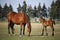 Beautiful thoroughbred mare and foal grazing and playing together at rural equestrian farm