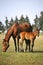 Beautiful thoroughbred mare and foal grazing and playing together at rural equestrian farm