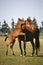 Beautiful thoroughbred mare and foal grazing and playing together at rural equestrian farm