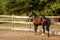 beautiful thoroughbred stallion in a fenced paddock