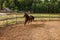 beautiful thoroughbred stallion trotting in a fenced paddock