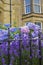 Beautiful, three color hydrangea blossom outside English houses, close up