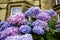 Beautiful, three color hydrangea blossom outside English houses, close up