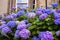 Beautiful, three color hydrangea blossom outside English houses, close up