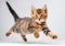 Beautiful three colored cute alert tabby kitten cat.